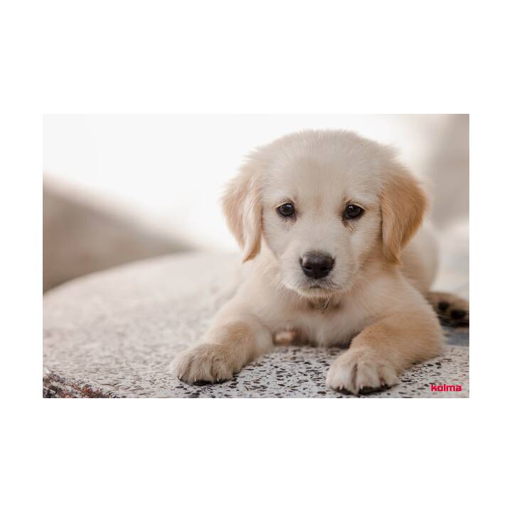 Schreibunterlage Hund 50x34cm (Schwarz)