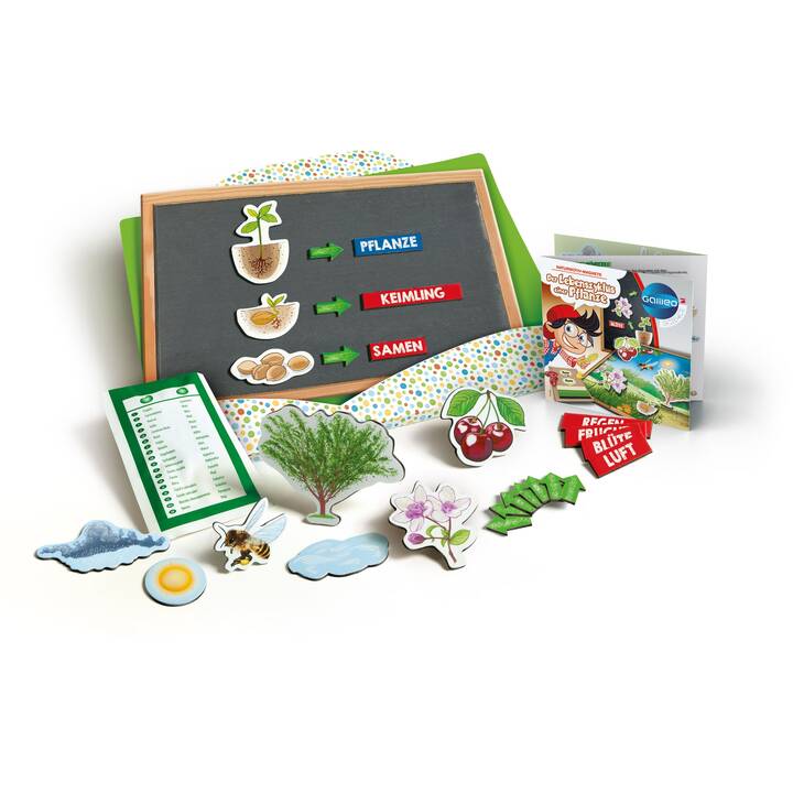 Frühes Lernspielzeug Galileo Der Lebenszyklus einer Pflanze