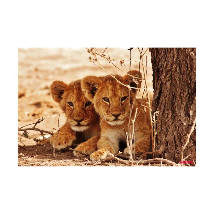 Schreibunterlage Löwe (Schwarz, 50 cm x 34 cm)