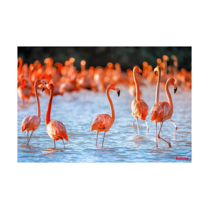 Schreibunterlage Flamingos 50x34cm (Schwarz)