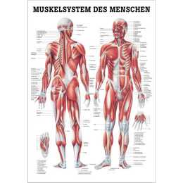 Anatomische Lehrtafel Das Muskelsystem
