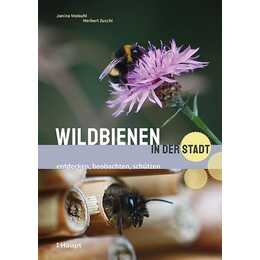 Wildbienen in der Stadt