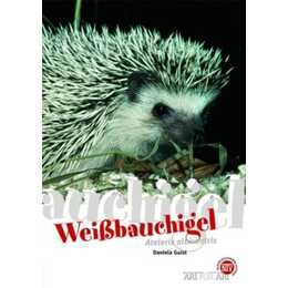Weißbauchigel