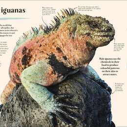 Galapagos