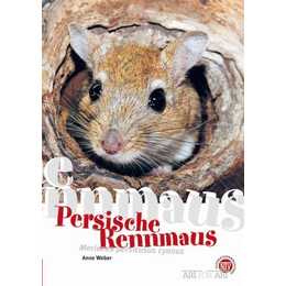 Persische Rennmaus