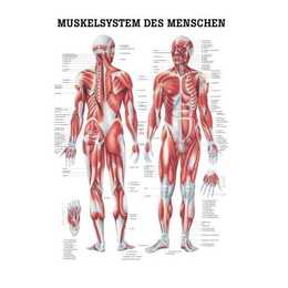 Das Muskelsystem des Menschen