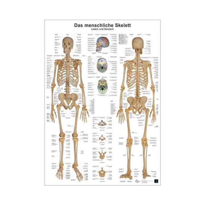 Das menschliche Skelett