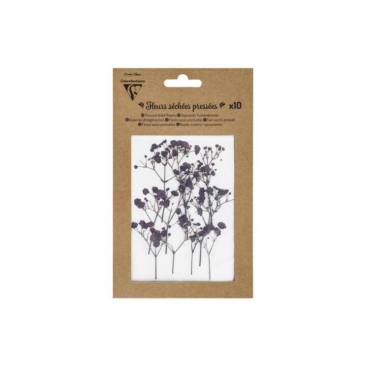 CLAIREFONTAINE Trockenblumen