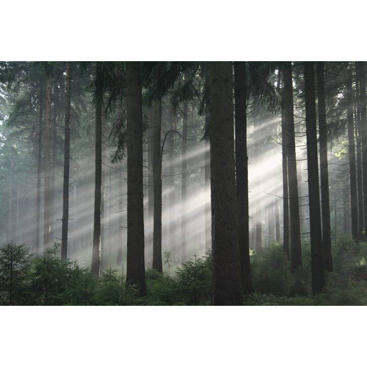 Das grüne Wunder - Unser Wald (DE)