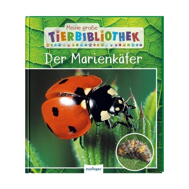 Der Marienkäfer