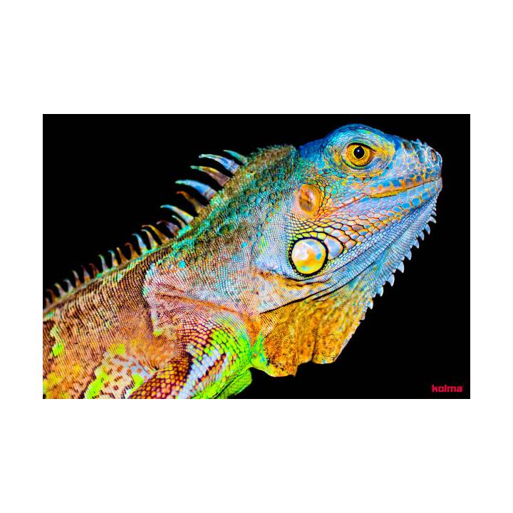 KOLMA Sous-main Chameleon (50 cm x 34 cm)