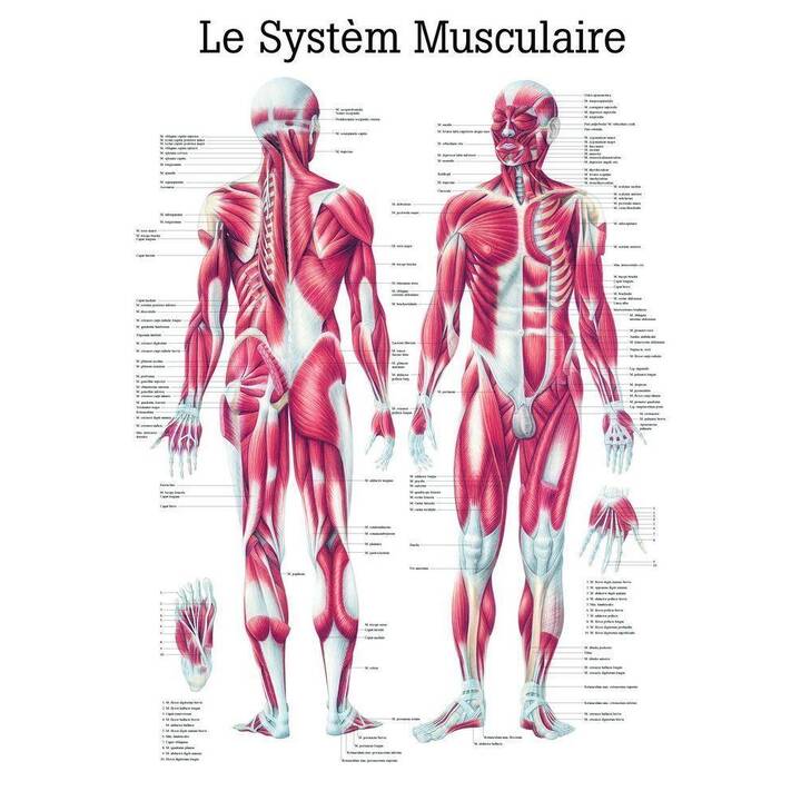 Le Systeme Musculaire