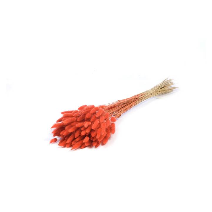 ANJEL Fleur Lagurus (Orange, Rouge)