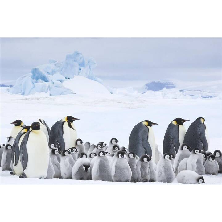 Die Reise der Pinguine 2 (4K Ultra HD, DE, FR)